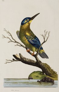 Martin-pêcheur - John Pardon