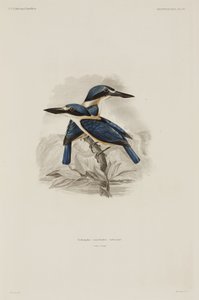 Martin-pêcheurs, Samoa