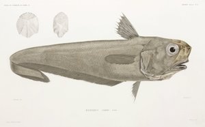 Poisson-couteau - John Pardon