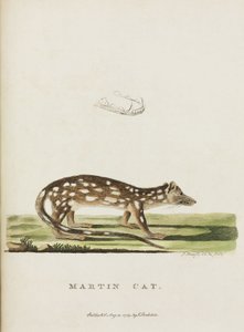 Martin Cat, Australie, c 1788 - John Pardon