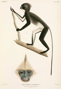 Singes, Sumatra, Indonésie - John Pardon