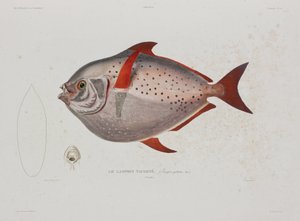 Poisson-lune, Islande, début du 19e siècle