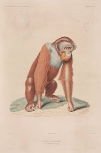 Orang-outan, Indonésie - John Pardon