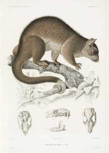 Phalanger
