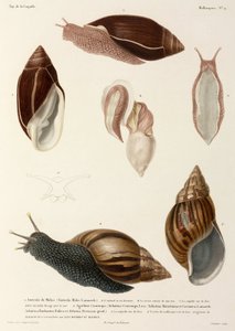 Escargots, Nouvelle-Guinée, Madagascar et Maurice