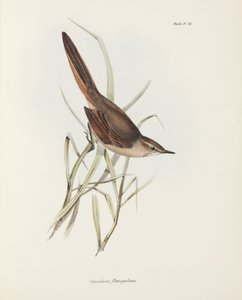 Synallaxe, Amérique du Sud, vers 1832-1836 - John Pardon