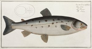 Le Saumon