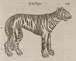 Le Tigre - John Pardon