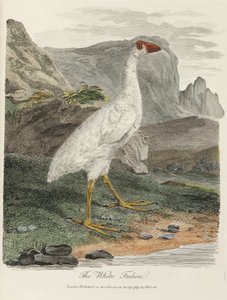 La Foulque blanche - John Pardon