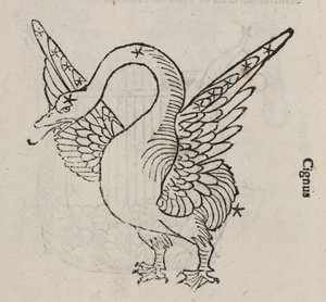 La constellation du Cygne