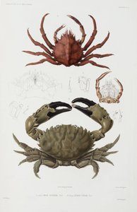 Deux crabes - John Pardon