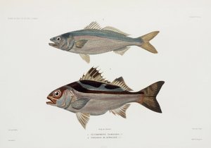 Deux types de poissons - John Pardon