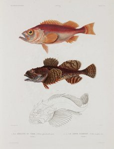 Deux types de poissons, Islande, début du 19e siècle - John Pardon