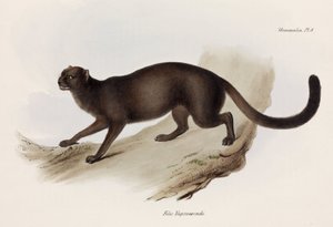 Belette ou chat loutre, Amérique du Sud, vers 1832-1836