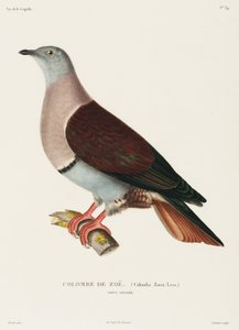 Colombe de Zoé, Nouvelle-Guinée - John Pardon