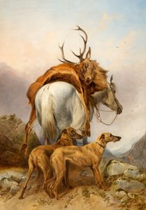 Un poney portant un cerf mort