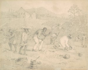Plantation de la canne à sucre (Trinité) - Richard Bridgens