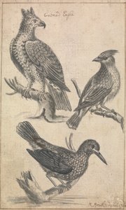 Aigle couronné et deux oiseaux
