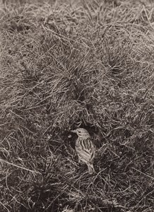Pipit des prés