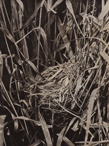 Phragmite des joncs sur le nid