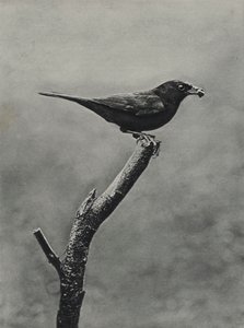 Merle mâle avec de la nourriture pour les jeunes - Richard and Cherry Kearton
