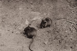 Souris au souper - Richard and Cherry Kearton