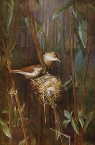 Rousserolles - Richard and Cherry Kearton