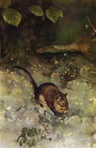 Le rat brun