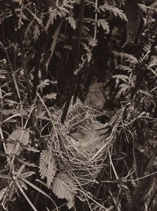 La Fauvette des Marais