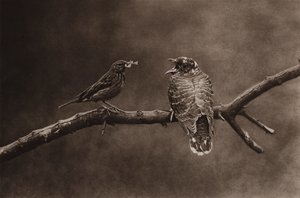 Pipit des arbres nourrissant un jeune coucou