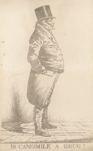 M. Bowden ; La camomille est-elle un médicament - Richard Dighton