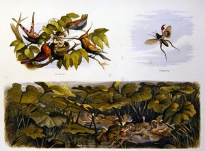 Au Pays des Fées
