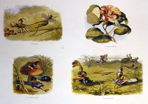 Au Pays des Fées