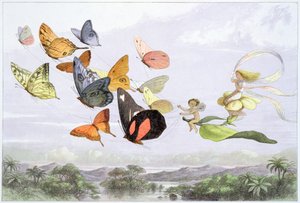 Le Carrosse de la Reine des Fées - Richard Doyle