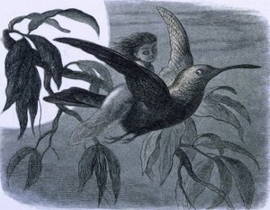 Une fée (ou une nymphe) à cheval sur un oiseau-mouche. Illustration tirée de 