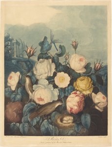 Roses - Richard Earlom after Dr. Robert John Thornton