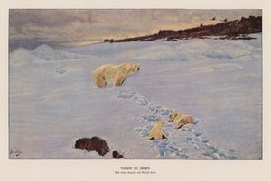 Ours polaire et oursons