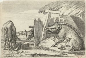 Cochons près d