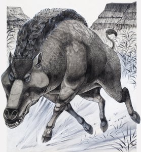 Daeodon (gouache sur papier)
