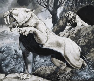 Tigres à dents de sabre (gouache sur papier)