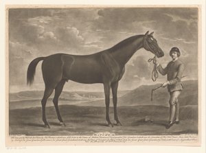 Cheval de course avec jockey - Richard Houston
