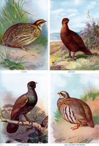 Oiseaux de gibier de l