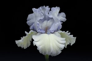 Élégant iris bleu