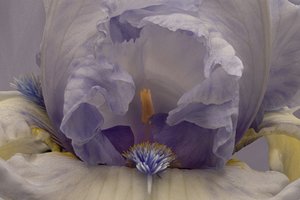Iris lavande pâle