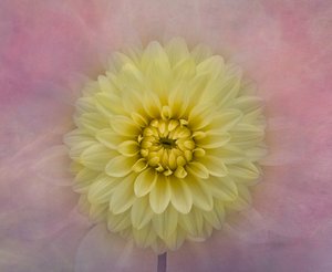 Fleur de dahlia jaune pâle