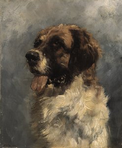 Chien Saint-Bernard - Richard Voltz