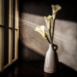 Lumière de fenêtre « Calla Lilies » - Rob Ryan