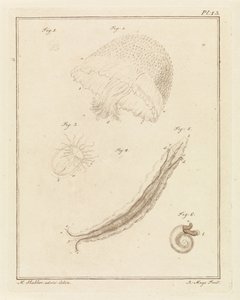 Divers animaux marins - Robbert Muys