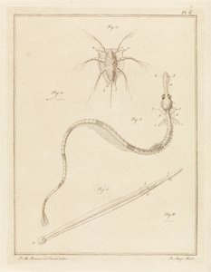 Bernacle commune, grande aiguille de mer et un type de ver flèche - Robbert Muys