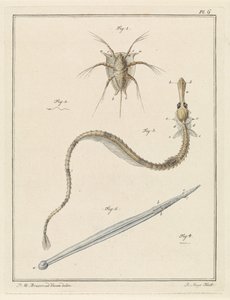 Bernacle commune, grande aiguille de mer et un type de ver flèche - Robbert Muys
